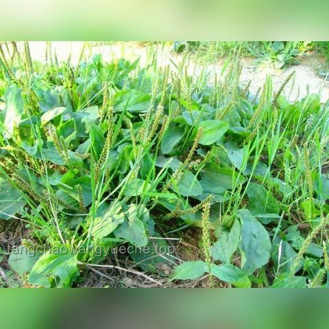 痔疮生长极限与手术治疗深度解析